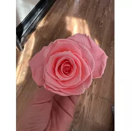 Бутоны розы "Hot Pink" (Monalisa)