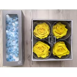 Бутоны розы "Warm Yellow" (Premium)