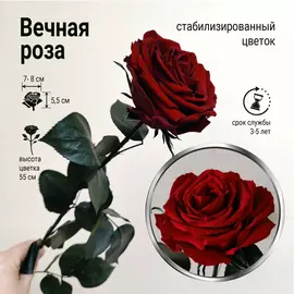 Роза стабилизированная "Бордовая" (Premium)
