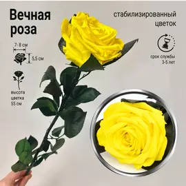 Роза стабилизированная "Жёлтая" (Premium)