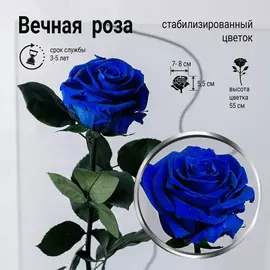 Роза стабилизированная "Синяя" (Premium)