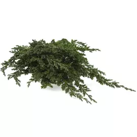 Ветви можжевельника лежачего (Juniperus Procumbens)
