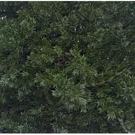 Ветви можжевельника лежачего (Juniperus Procumbens)