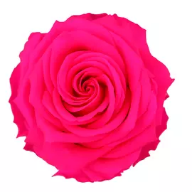 Роза на стебле "Bright Pink" (Premium)