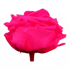 Роза на стебле "Bright Pink" (Premium)