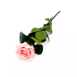 Роза стабилизированная "Розовая" (Premium)