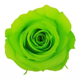Бутоны розы "Lime Green" (Mini)
