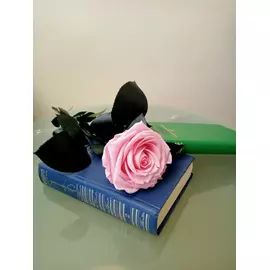 Роза стабилизированная "Розовая" (Premium)