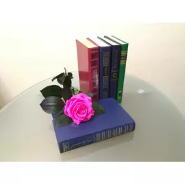 Роза стабилизированная "Фуксия" (Premium)
