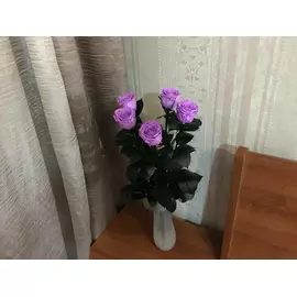 Роза стабилизированная "Сиреневая" ( Premium)
