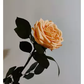 Роза стабилизированная "Персиковая" (Premium)