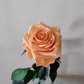 Роза стабилизированная "Персиковая" (Premium)