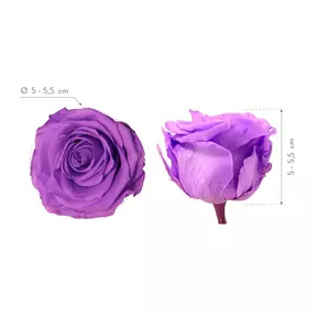 Бутоны розы "Bright Lilac" (Standard)