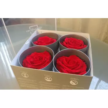 Бутоны розы "Tricolor" (Premium)