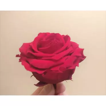 Бутоны розы "Cranberry" (Premium)