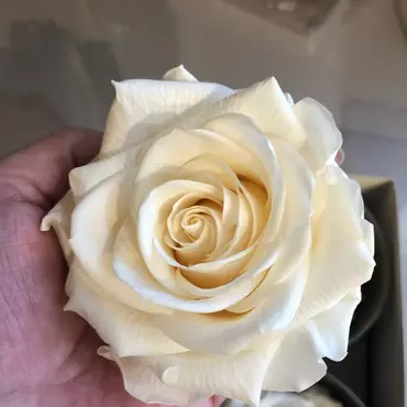 Бутоны розы "White" (Premium)