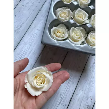 Бутоны розы "Champagne" (Mini)