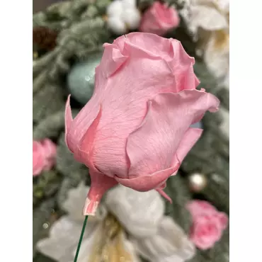 Бутоны розы "Dark Pink" (Standard)