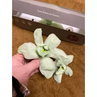 Бутоны орхидеи "Rosa Pastel" Sumbidium