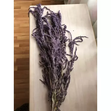 Амарант "Purpura"