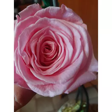 Бутоны розы "Bright Pink" (Queen)