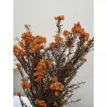 Озотамнус "Helychrisium Diosmifolium Natural" (Orange)