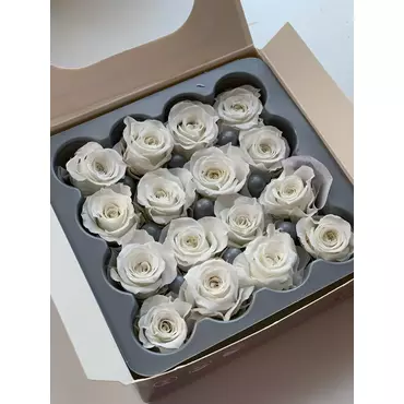 Бутоны розы "White" (Princess)