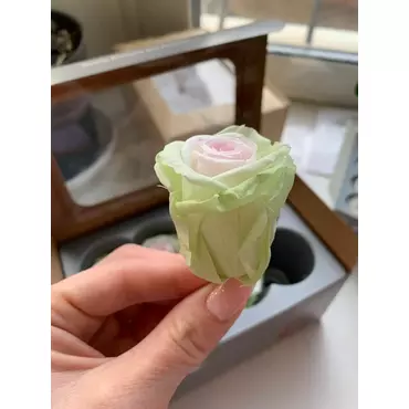 Стабилизированные бутоны роз "Tri-color" (Medium)