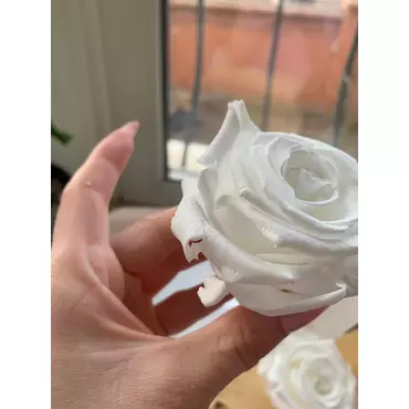 Бутоны розы "White" (XL)