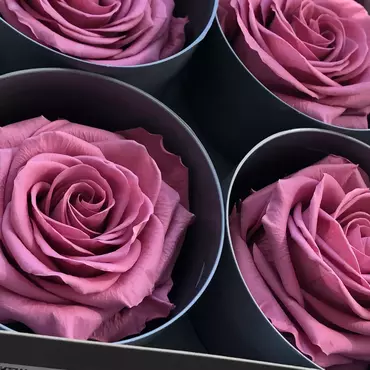 Бутоны розы "Purple" (Premium)