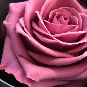 Бутоны розы "Bright Pink" (Premium)