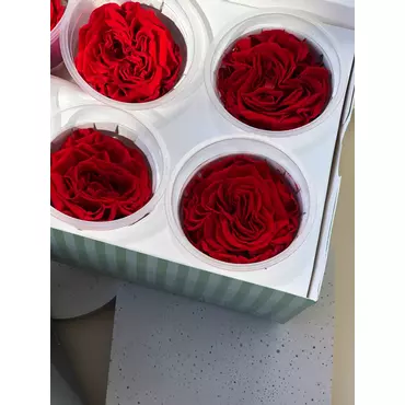 Бутоны розы садовой "Light Red"