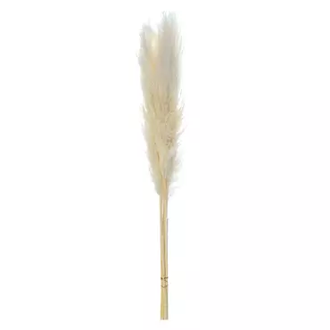 Пампасная трава "White" 5 стеблей 110-120 см