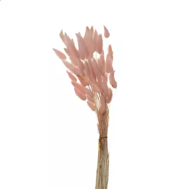 Лагурус нежно-розовый