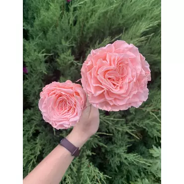 Бутоны розы садовой "Peach"