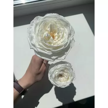 Бутоны розы садовой "White" (Standard)
