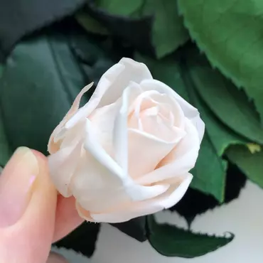Бутоны розы "Pearl White" (Super Petite)