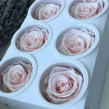 Бутоны розы "Pearl White" (Super Rose)