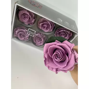 Бутоны розы "Dark Pink" (Standard)