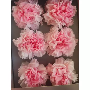 Бутоны гвоздики Bicolor "Pastel Pink/White" (Carnation)