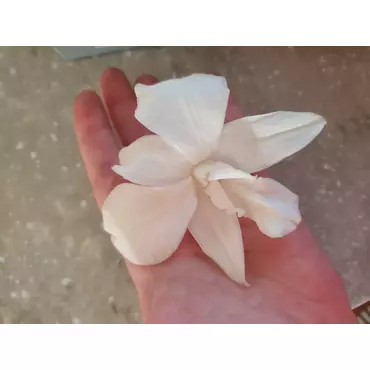 Бутоны орхидеи "Rosa Osruro" Dendrobium