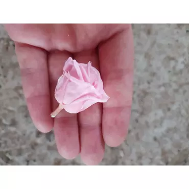 Бутоны розы "Bridal Pink" (Super Petite)