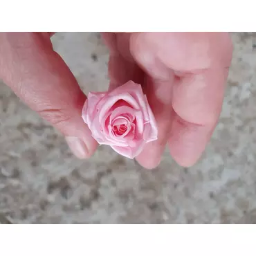 Бутоны розы "Pearl White" (Super Petite)