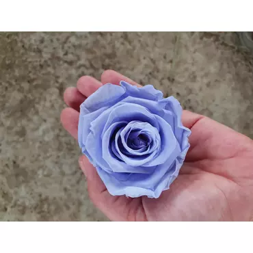 Бутоны розы "Cool Lavender" (Super Rose)