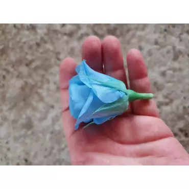 Бутоны розы "Lilac" (Mini)
