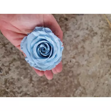 Бутоны розы "Bright Turquoise" (Standard)