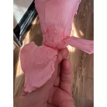 Бутоны розы "Pink Nectar" (Monalisa)
