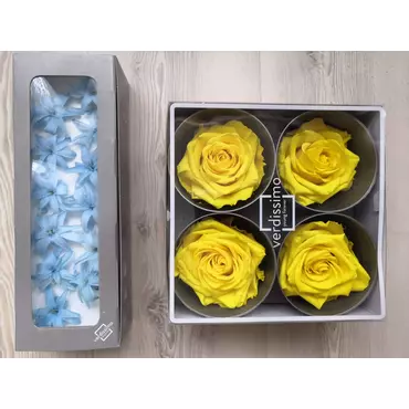 Бутоны розы "Bicolor" (Premium)