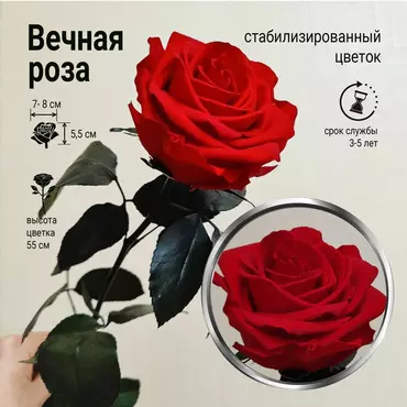 Роза стабилизированная "Красная" (Premium)