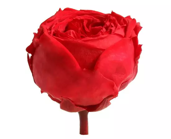 Бутоны розы садовой "Red" (Standard)